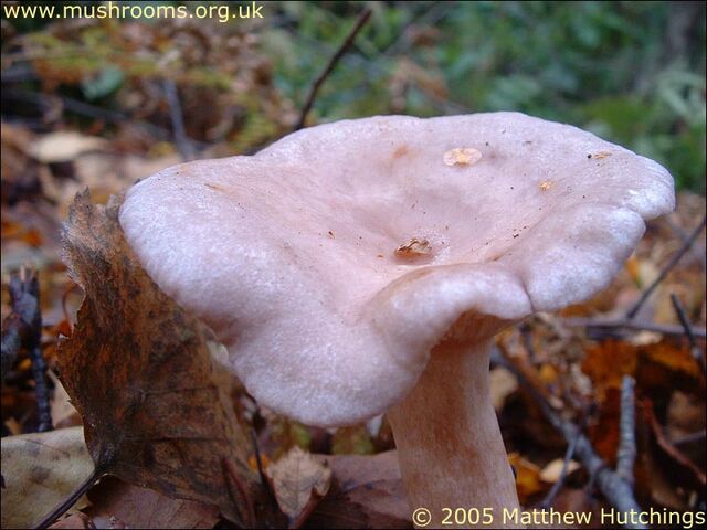 File:Wood Blewit.jpg