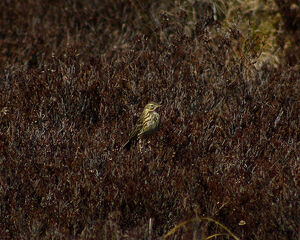 Meadow Pipit
