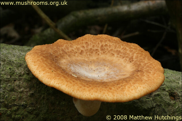 File:Dryads Saddle.jpg