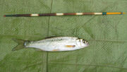 Small Dace