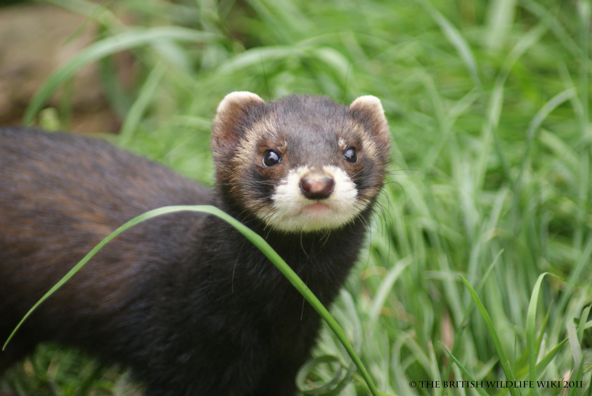 Polecat British Wildlife Wiki FANDOM powered by Wikia