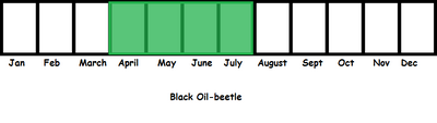 Black Oil-beetle TL