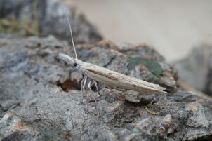 Ypsolopha mucronella