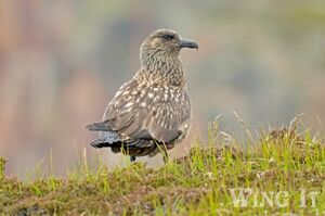Great Skua (S.Allen)