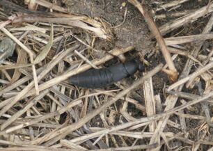 DCHbeetle