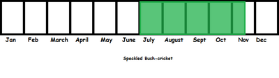 Speckled Bush-cricket TL