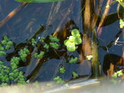 Greater Duckweed