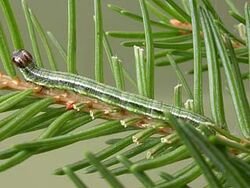 TawnyBarredAngleLarva ~ Ian Kimber