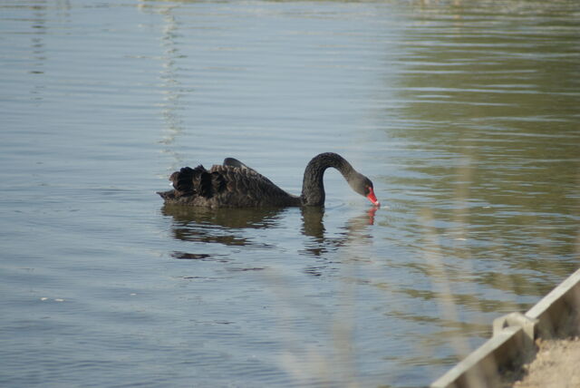 File:Black Swan.jpg