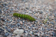 Emperor Moth caterpillar