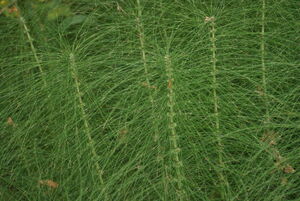 Waterhorsetail
