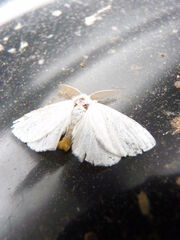 Euproctis similis ~ Yellow-tail