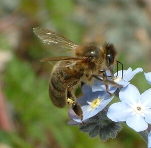 Apis mellifera