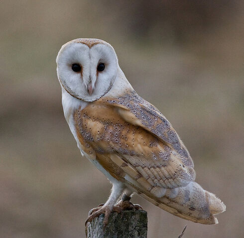 File:Barn OWl.jpg