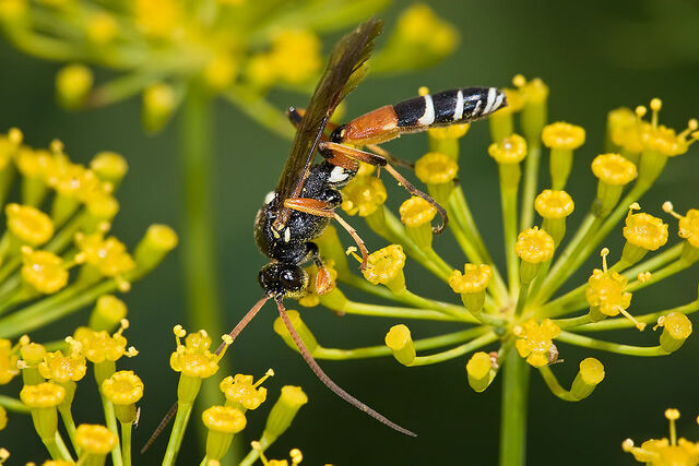 File:Ichneumon wasp.jpg