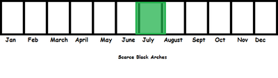 Scarce Black Arches TL