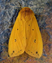 Pyrrharctia isabella2