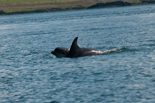 File:Mother and calf.jpg