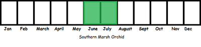 Southern Marsh Orchid TL