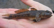Black Goby (NP), Furnace