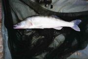 Zander4