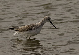 Greenshank