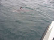 Porbeagle