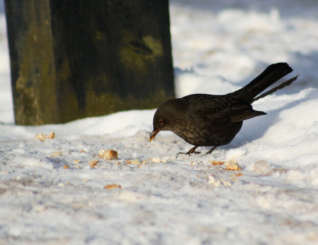 File:Female blackbird.jpg