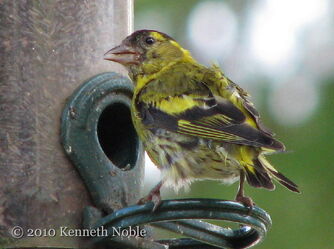 Siskin exIMG 2675 (800)