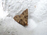 Mesapamea didyma ~ Lesser Common Rustic