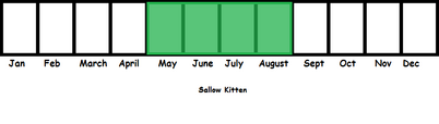 Sallow Kitten TL