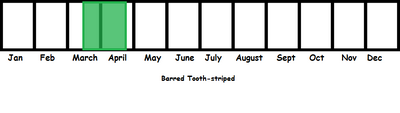 Barred Tooth-striped TL