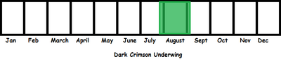 Dark Crimson Underwing TL