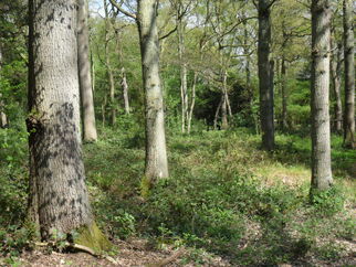 Woodlands