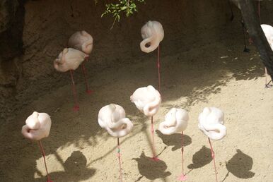 Greater Flamingo