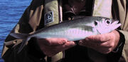 1 lb scad