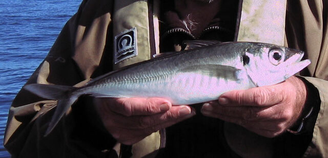 File:1 lb scad .jpg