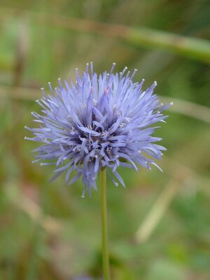 Jasione montana