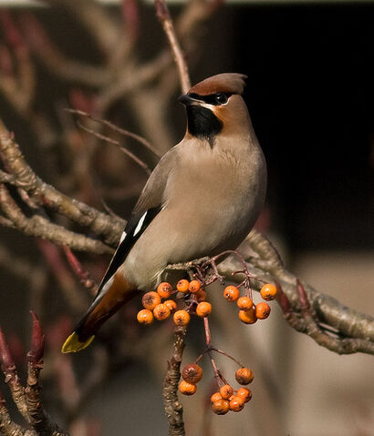 File:Waxwing.jpg