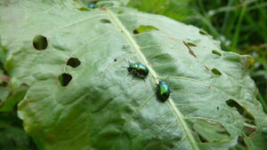 Green beetle