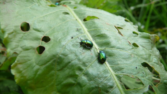 File:Green beetle.jpg