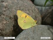 Clouded Yellow