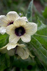 Henbane