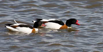 Shelduck