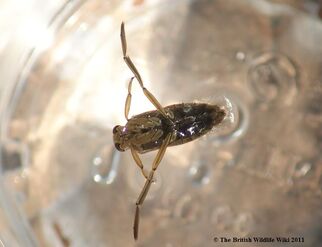 Greater Water Boatman