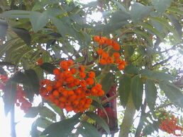 Rowanberries