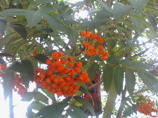 File:Rowanberries.jpg