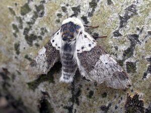 Alder kitten