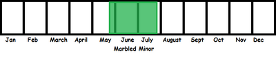 Marbled Minor TL