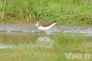 Green Sandpiper (S.Allen)
